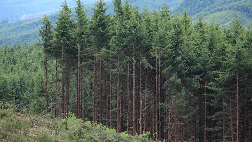 Forest